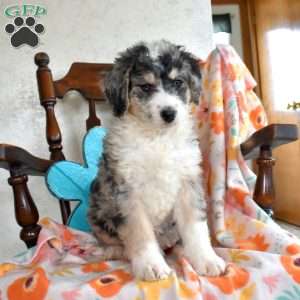 Louie, Bernedoodle Puppy