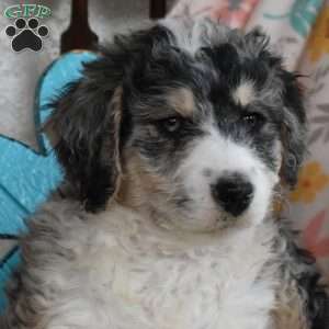 Louie, Bernedoodle Puppy