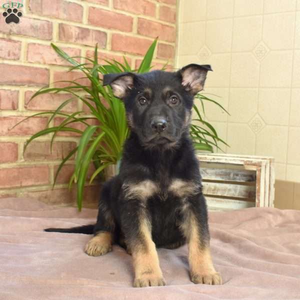 Luca, German Shepherd Puppy