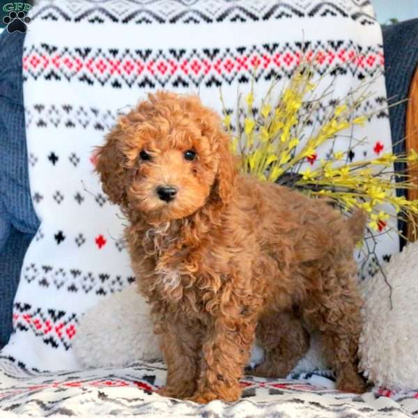 Luca, Miniature Poodle Puppy