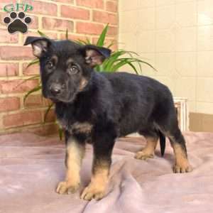 Luca, German Shepherd Puppy