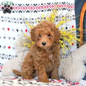 Luca, Miniature Poodle Puppy