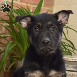 Luca, German Shepherd Puppy
