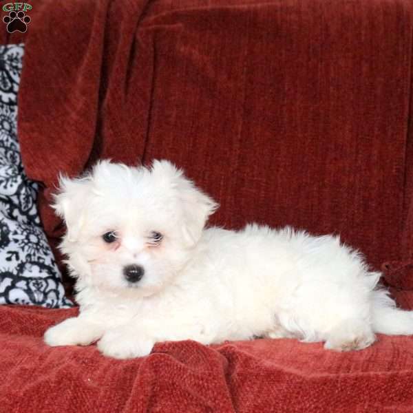 Lucas, Maltichon Puppy