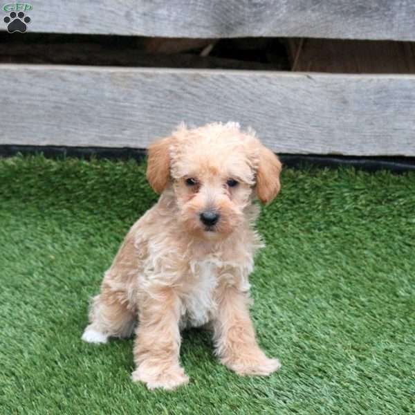 Lucas, Mini Schnoodle Puppy