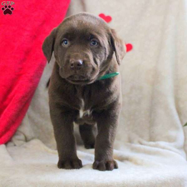 Lucas, Chocolate Labrador Retriever Puppy