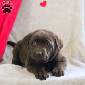 Lucas, Chocolate Labrador Retriever Puppy