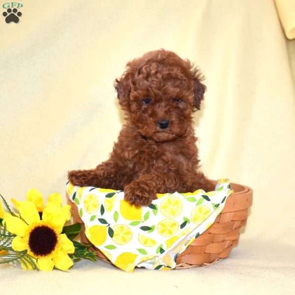 Lucky, Toy Poodle Puppy