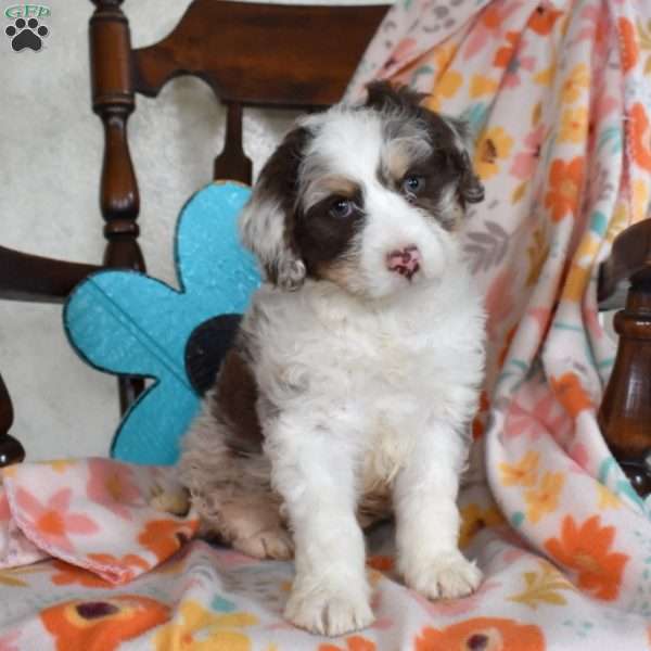 Lucky, Bernedoodle Puppy