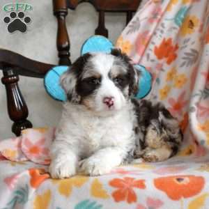 Lucky, Bernedoodle Puppy