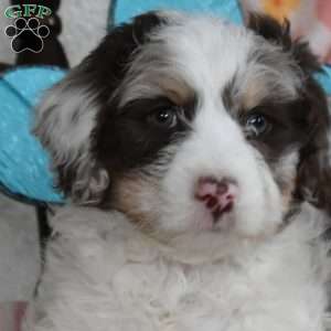 Lucky, Bernedoodle Puppy