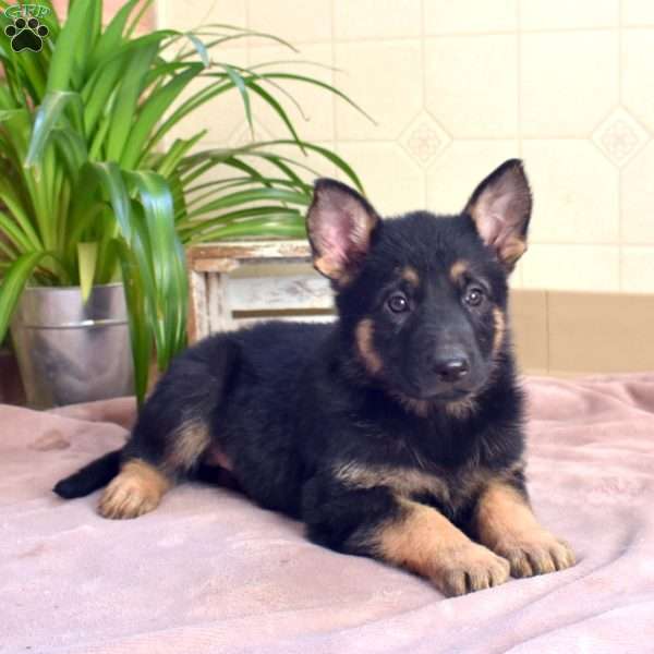 Lucy, German Shepherd Puppy