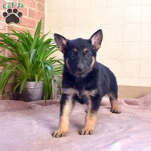 Lucy, German Shepherd Puppy