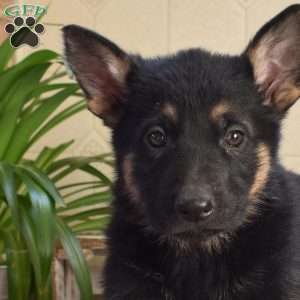 Lucy, German Shepherd Puppy