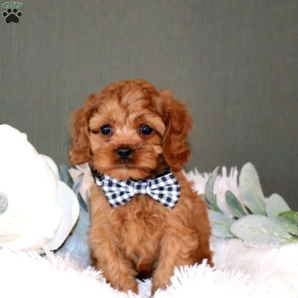 Lukas, Cockalier Puppy