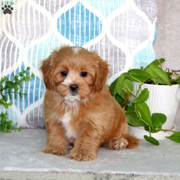 Luke, Maltipoo Puppy
