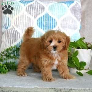 Luke, Maltipoo Puppy