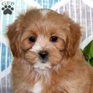 Luke, Maltipoo Puppy