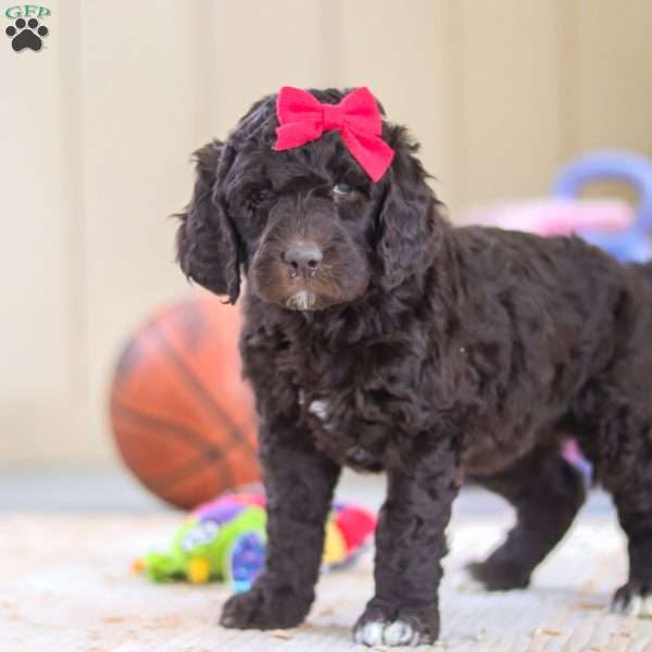 Luna, Newfypoo Puppy