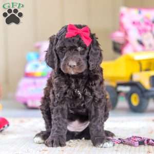 Luna, Newfypoo Puppy