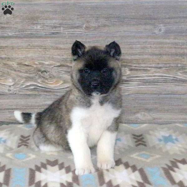 Luna, Akita Puppy