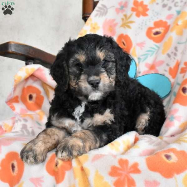 Luna, Bernedoodle Puppy