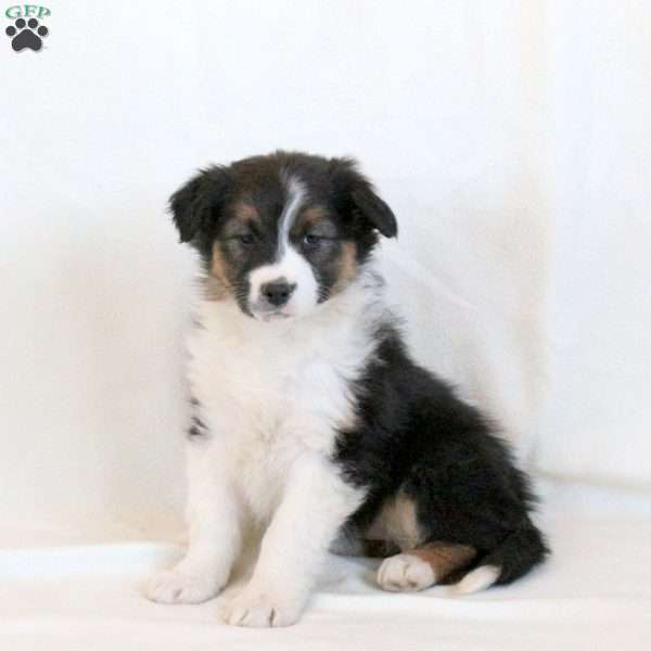 Luna, Australian Shepherd Puppy