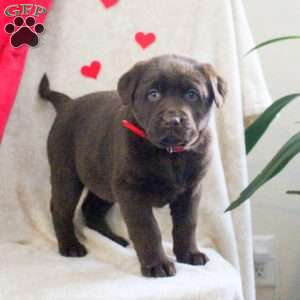 Luna, Chocolate Labrador Retriever Puppy
