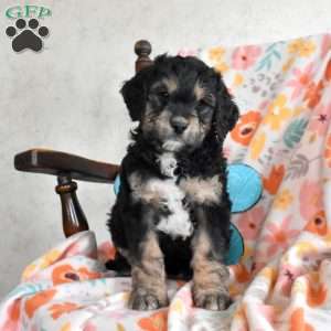 Luna, Bernedoodle Puppy