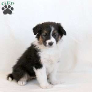 Luna, Australian Shepherd Puppy