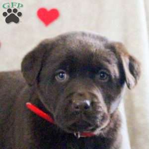 Luna, Chocolate Labrador Retriever Puppy