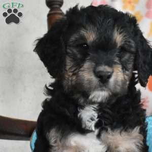 Luna, Bernedoodle Puppy