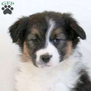 Luna, Australian Shepherd Puppy