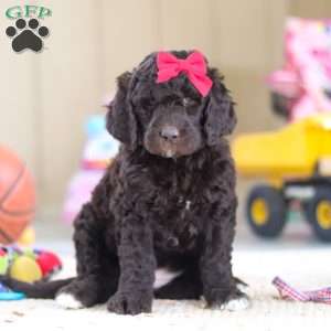 Luna, Newfypoo Puppy