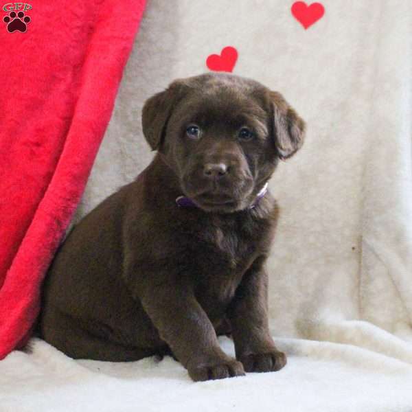 Lydia, Chocolate Labrador Retriever Puppy