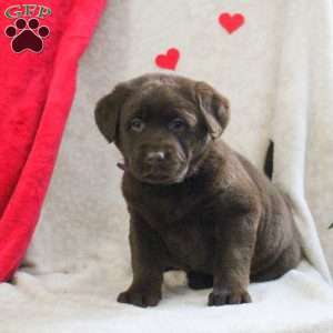 Lydia, Chocolate Labrador Retriever Puppy