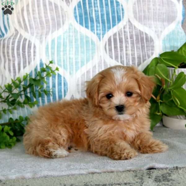 Lylah, Maltipoo Puppy