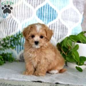 Lylah, Maltipoo Puppy
