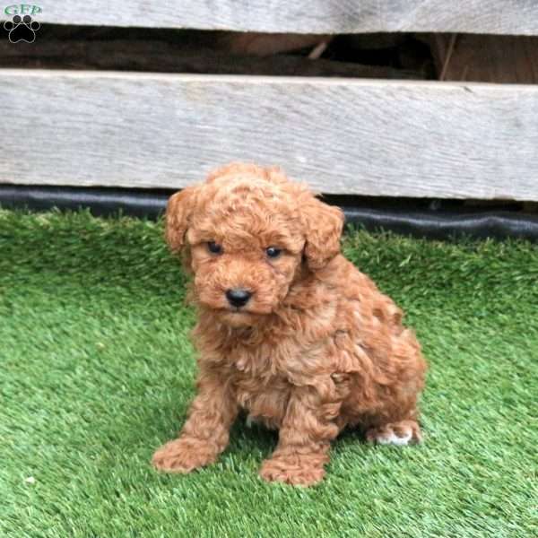 Lyra, Mini Schnoodle Puppy