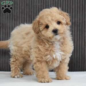 Tucker, Bich-Poo Puppy