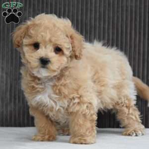 Tucker, Bich-Poo Puppy