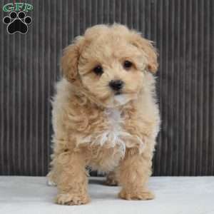 Tucker, Bich-Poo Puppy