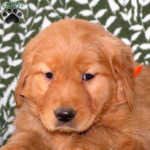 Minnie, Golden Retriever Puppy