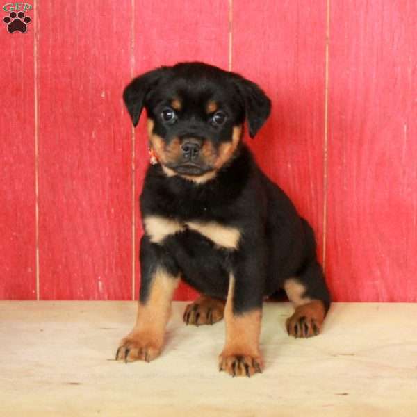 Mabel, Rottweiler Puppy