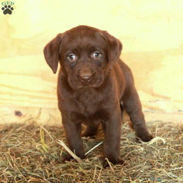 Mable, Chocolate Labrador Retriever Puppy