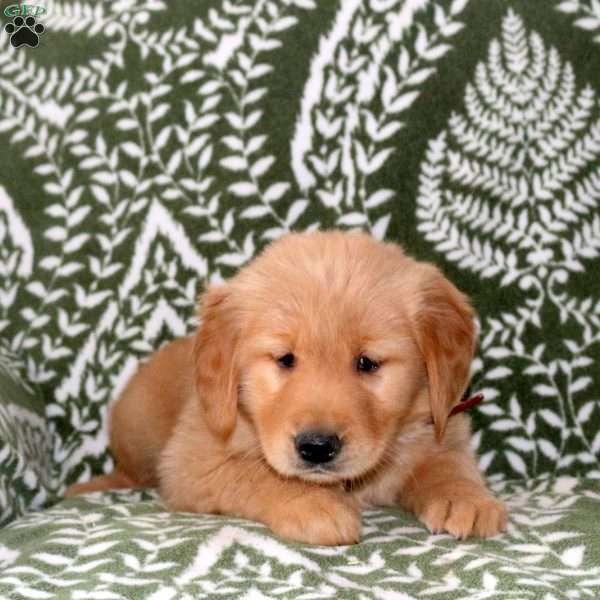 Mable, Golden Retriever Puppy