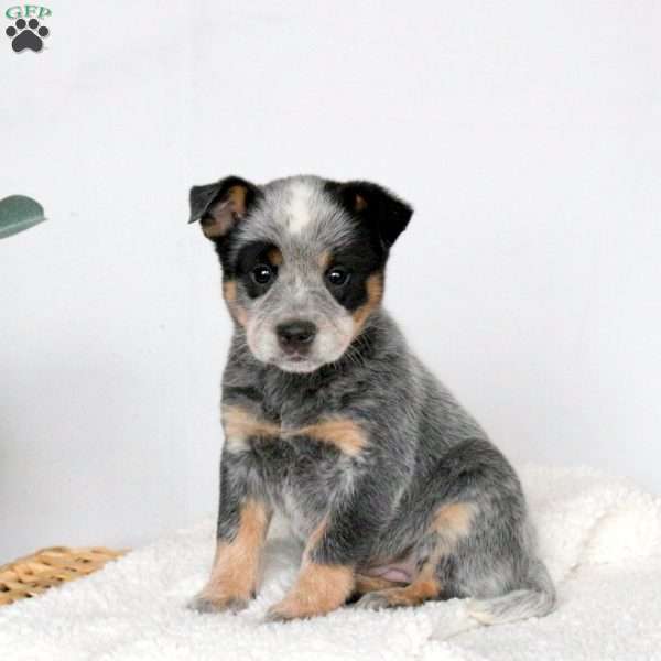 Mable, Blue Heeler – Australian Cattle Dog Puppy