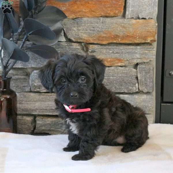 Mable, Yorkie Mix Puppy