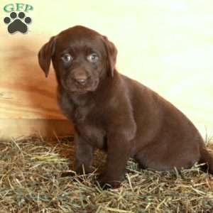 Mable, Chocolate Labrador Retriever Puppy
