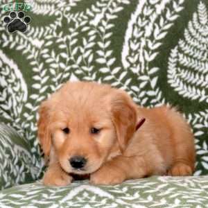 Mable, Golden Retriever Puppy